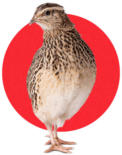 Fujikura Quail Genetics - Banner