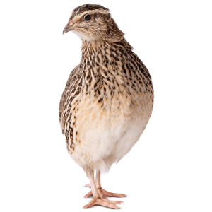 Fujikura Quail Genetics - Kenzo 82